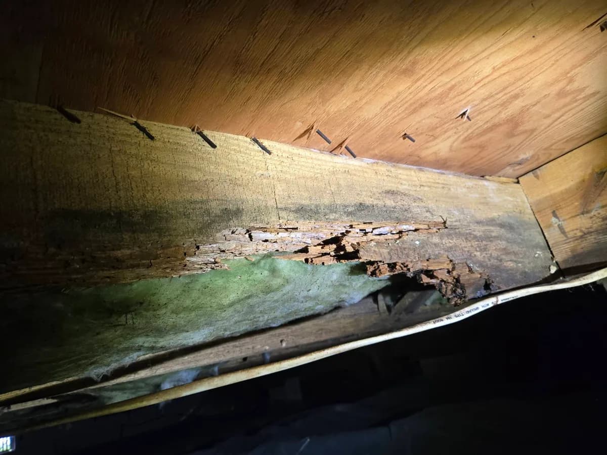 Wood rot along a subfloor support beam seen from the crawlspace